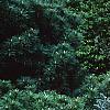 Picea pungens 'Thume', habit