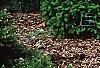 Picea pungens 'Thume', habit