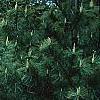 Picea pungens 'Thume', habit