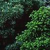 Picea pungens 'Thume', habit