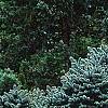 Picea pungens 'Thume', habit