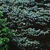 Picea pungens 'Thume', habit