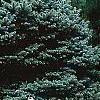 Picea pungens 'Thume', habit