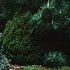 Picea pungens 'Thume', habit