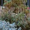 Picea pungens 'St. Mary's Broom', habit