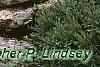 Picea pungens 'St. Mary's Broom', habit