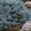 Picea pungens 'St. Mary's Broom', habit