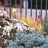 Picea pungens 'St. Mary's Broom', habit