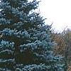 Picea pungens 'Thomsen', habit