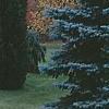 Picea pungens 'Thomsen', habit