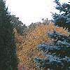 Picea pungens 'Thomsen', habit