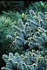 Picea wilsonii, habit