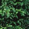Picea wilsonii, habit