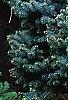 Picea wilsonii, habit