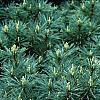 Picea wilsonii, habit