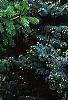 Picea wilsonii, habit