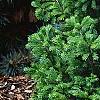 Picea wilsonii, habit