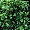 Picea wilsonii, habit