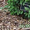 Picea wilsonii, habit