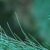 Pinus ayacahuite x strobus, leaves