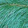 Pinus ayacahuite x strobus, leaves