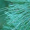 Pinus ayacahuite x strobus, leaves
