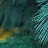 Pinus ayacahuite x strobus, leaves