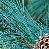 Pinus ayacahuite x strobus, leaves