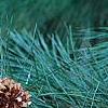 Pinus ayacahuite x strobus, leaves