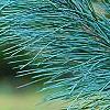 Pinus ayacahuite x strobus, leaves