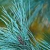 Pinus ayacahuite x strobus, leaves
