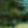 Pinus ayacahuite x strobus, leaves