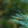 Pinus ayacahuite x strobus, leaves