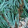 Pinus ayacahuite x strobus, fruit