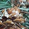 Pinus ayacahuite x strobus, fruit