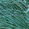Pinus ayacahuite x strobus, fruit