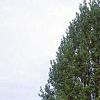 Pinus bungeana, habit