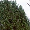Pinus bungeana, habit