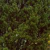 Pinus bungeana, habit