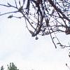 Pinus bungeana, habit