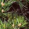 Pinus bungeana, leaves