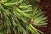 Pinus bungeana, leaves