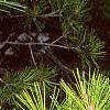 Pinus bungeana, leaves