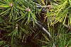 Pinus bungeana, leaves