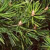 Pinus bungeana, leaves