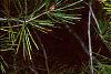 Pinus bungeana, leaves