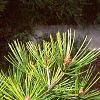 Pinus bungeana, leaves