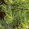 Pinus bungeana, leaves