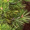 Pinus bungeana, leaves