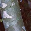 Pinus bungeana, bark